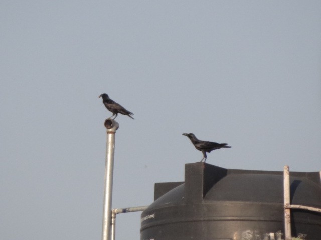 Large-billed Crow - ML88752761