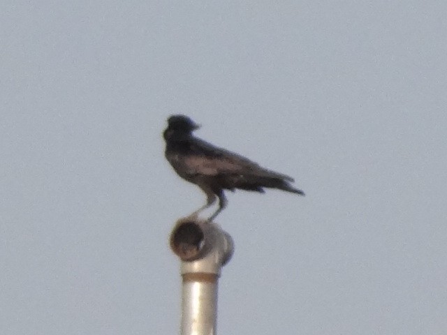 Large-billed Crow - ML88752771