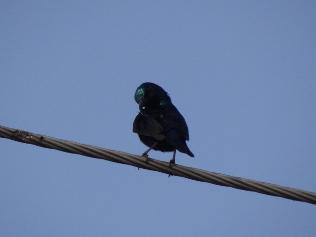 Purple Sunbird - ML88752841