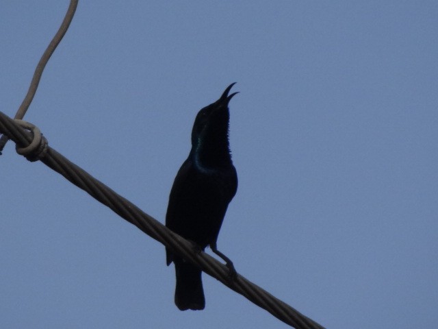 Purple Sunbird - ML88752931
