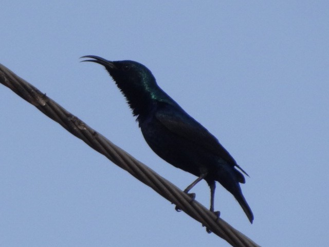 Purple Sunbird - ML88752951