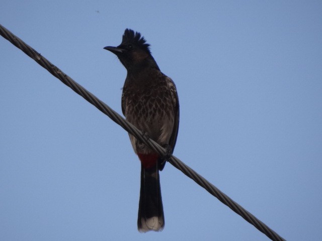 Red-vented Bulbul - ML88752971