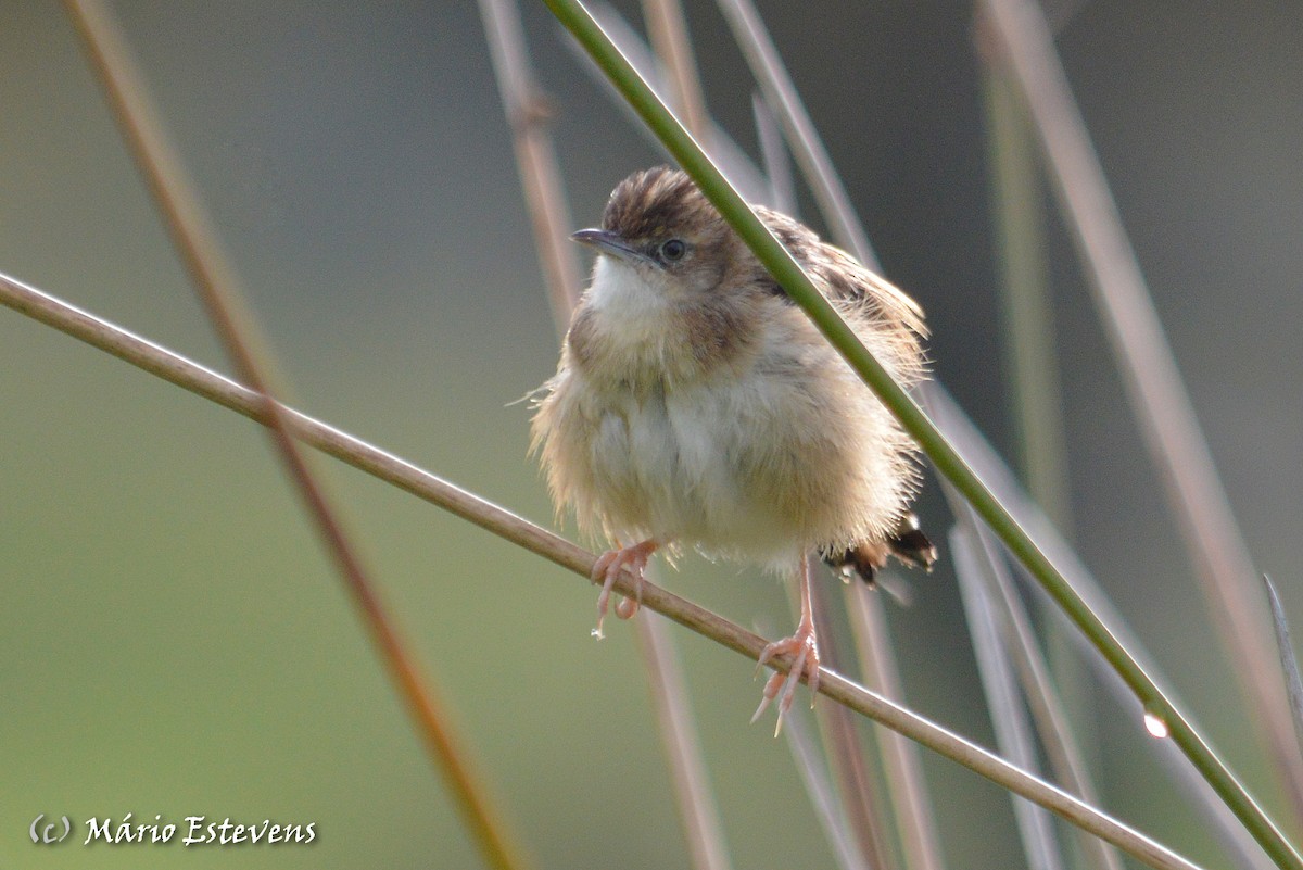 Zitting Cisticola - ML88753231