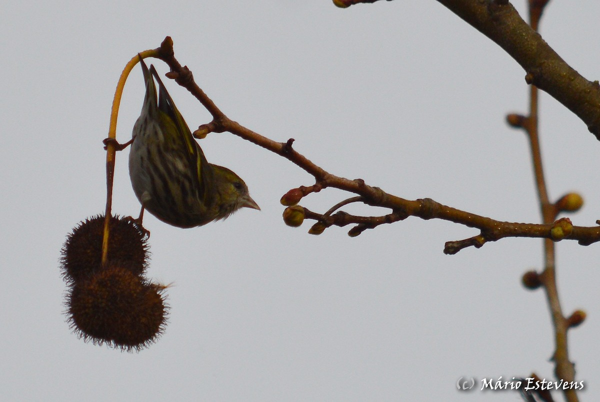 Eurasian Siskin - ML88753241