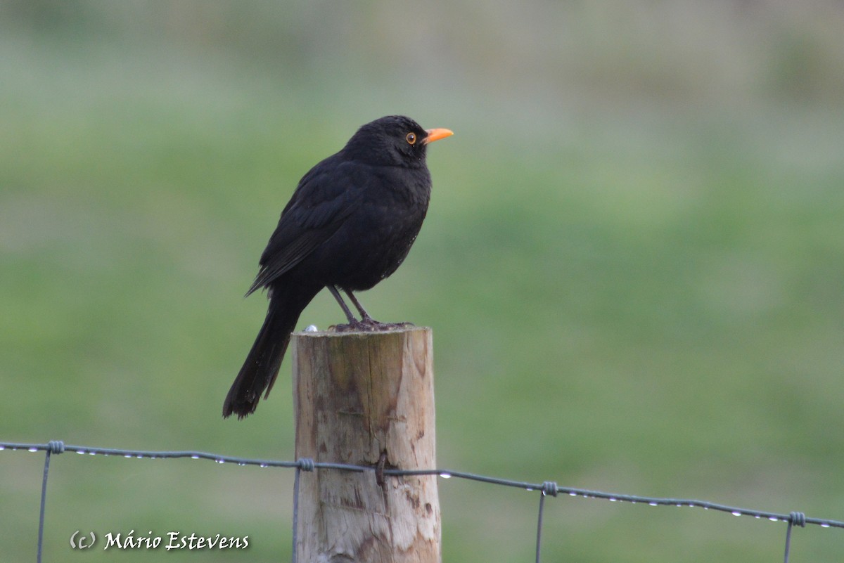 Eurasian Blackbird - ML88753321