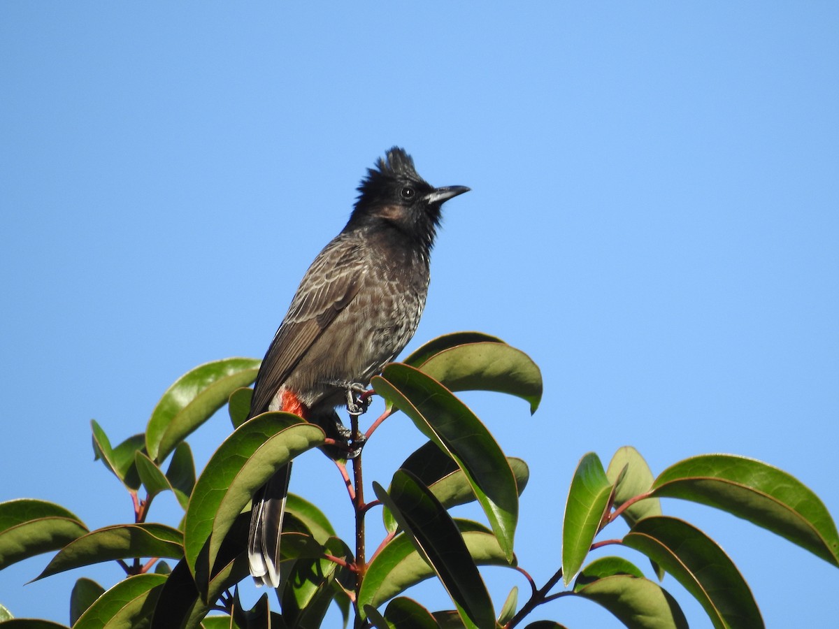 Red-vented Bulbul - ML88753381