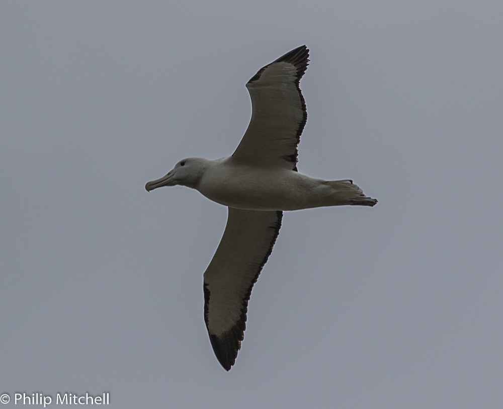 Northern/Southern Royal Albatross - Philip Mitchell