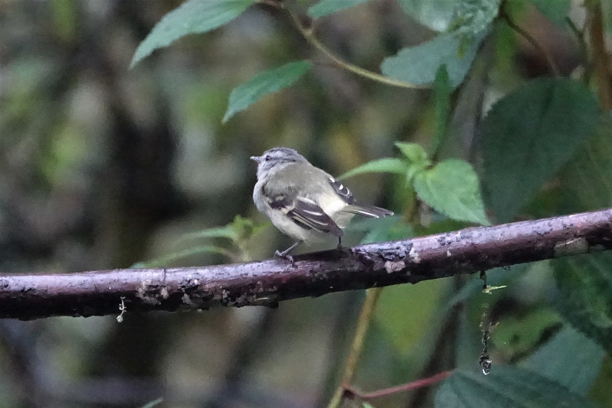 White-tailed Tyrannulet - ML88754121