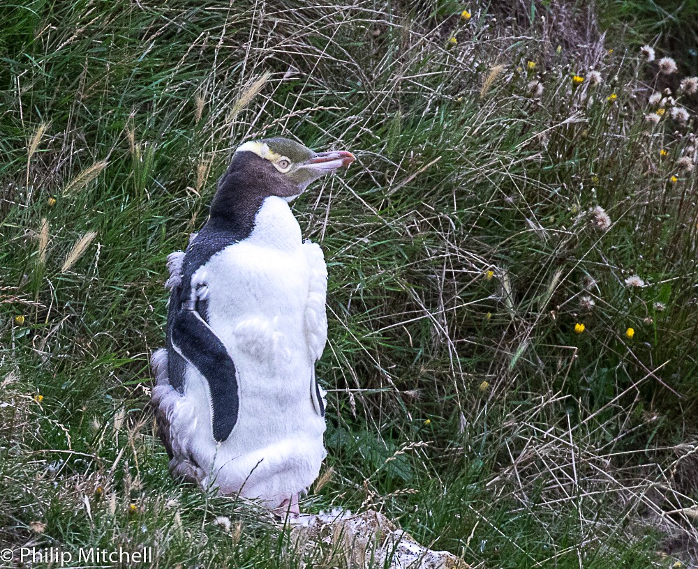 Yellow-eyed Penguin - Philip Mitchell