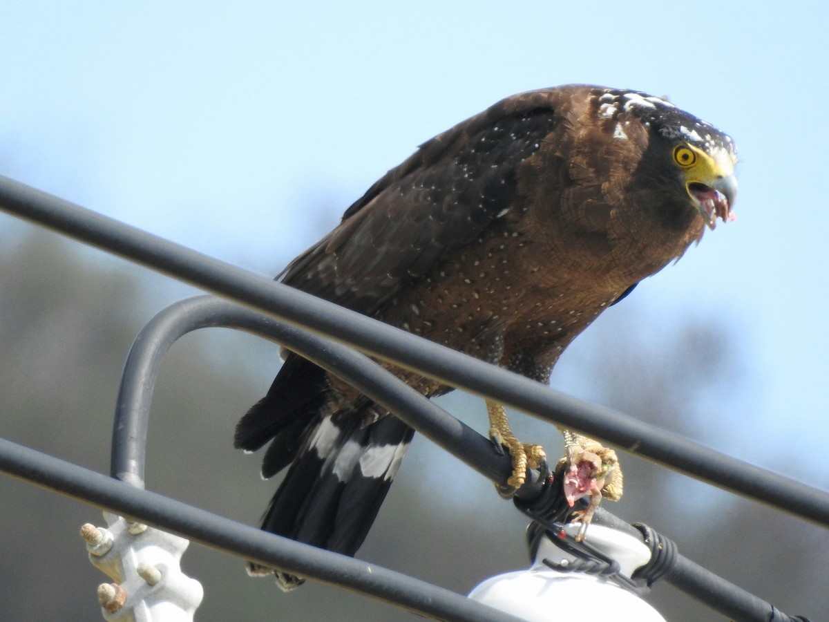 Crested Serpent-Eagle - Yuyi Chen