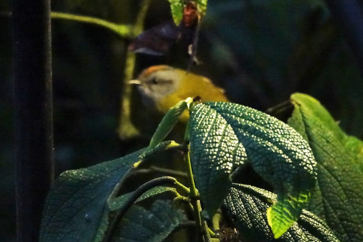 Russet-crowned Warbler - ML88754751