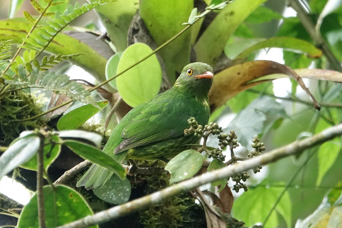 Orange-breasted Fruiteater - Martin Brookes