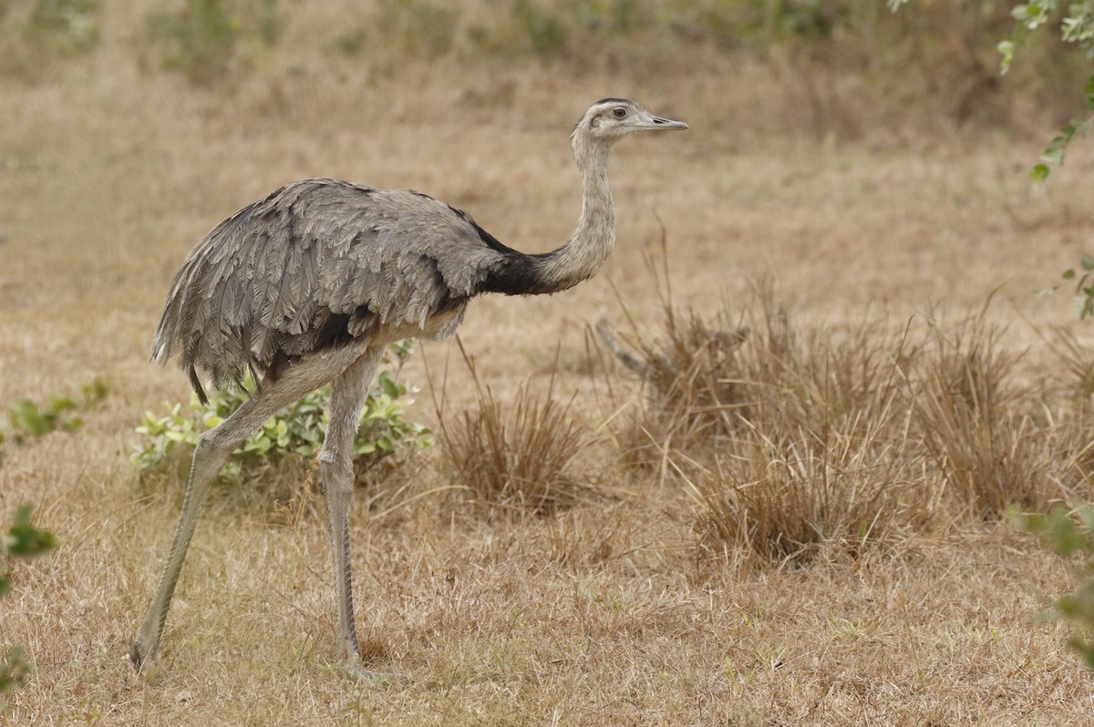 Greater Rhea - Dave Curtis