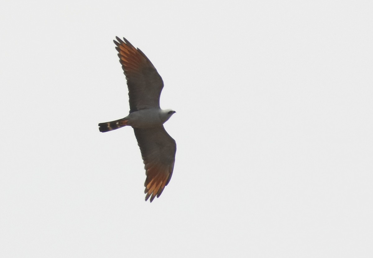 Plumbeous Kite - ML88757061