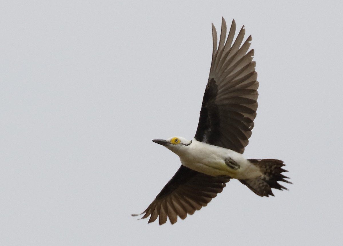 White Woodpecker - ML88757231