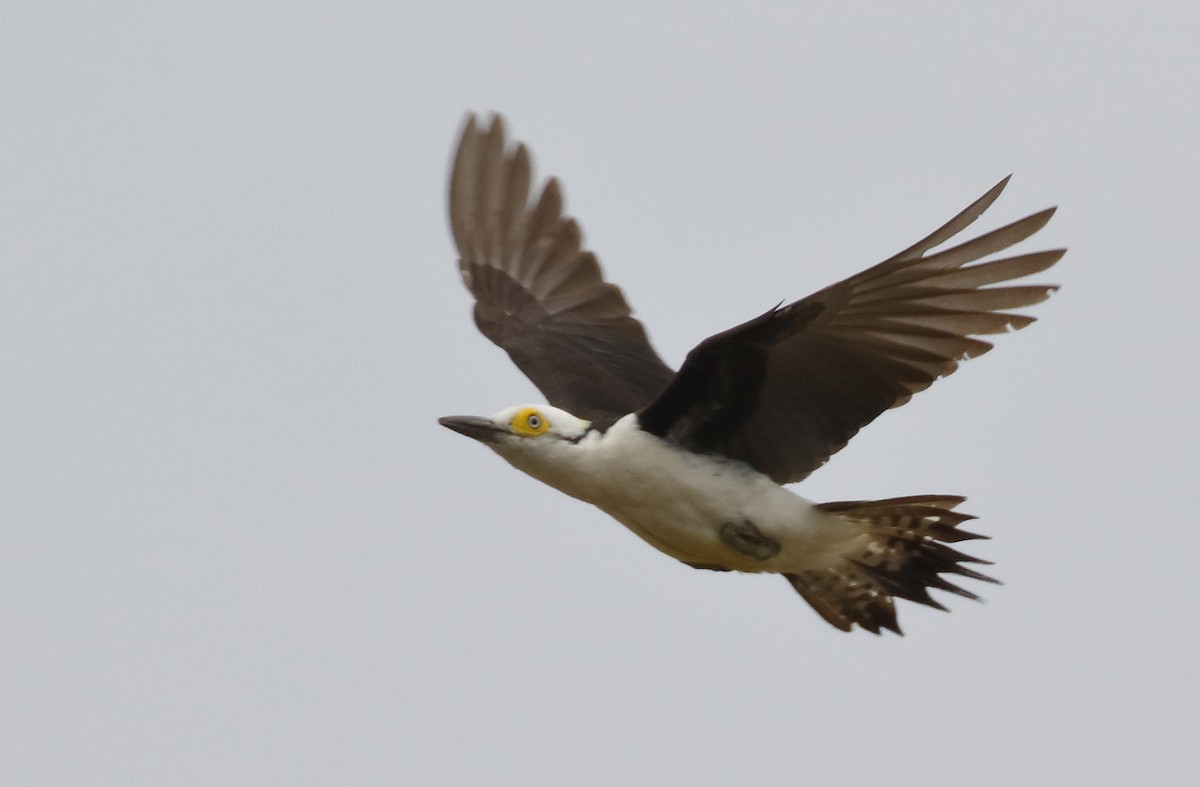 White Woodpecker - Dave Curtis