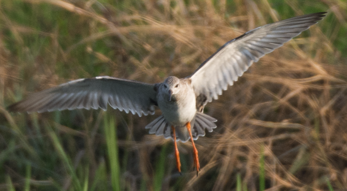 Kampfläufer - ML88758801