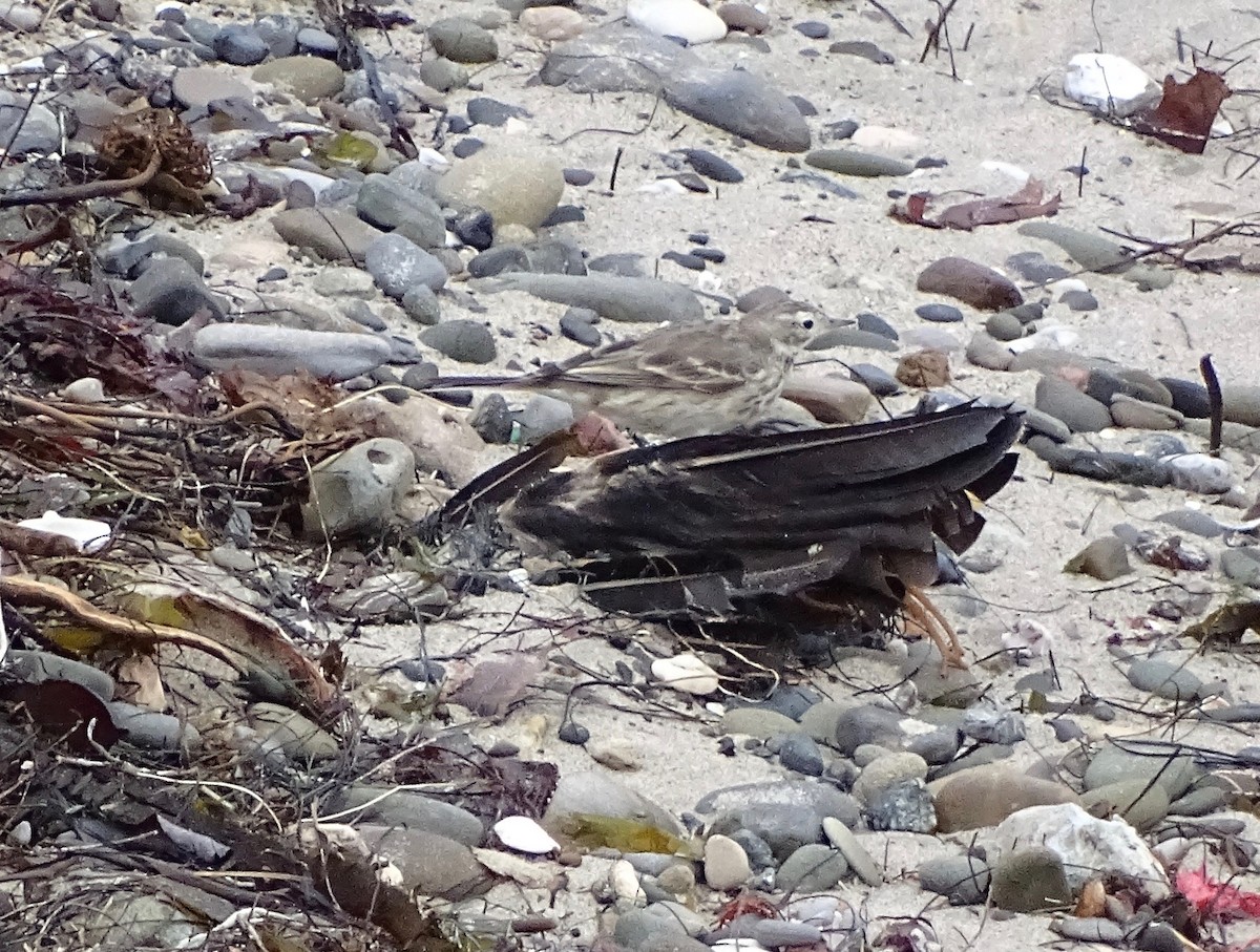 American Pipit - Thomas Turner