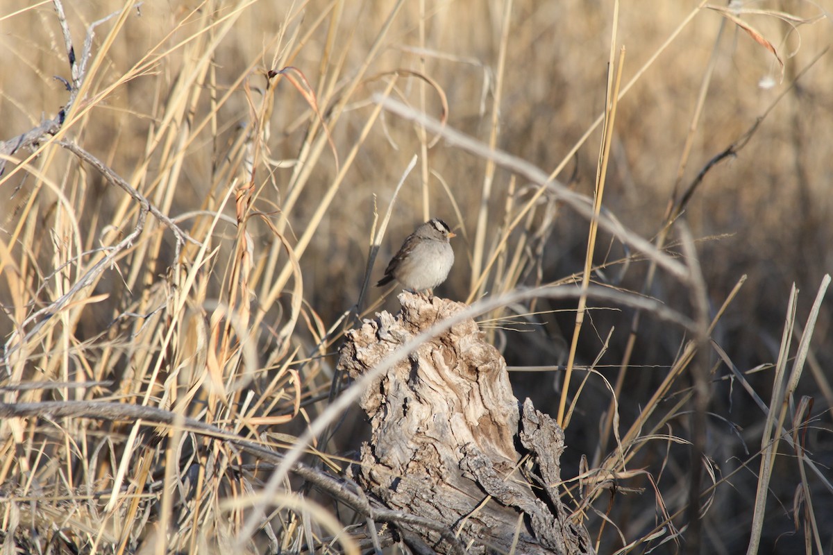 White-crowned Sparrow - ML88763051