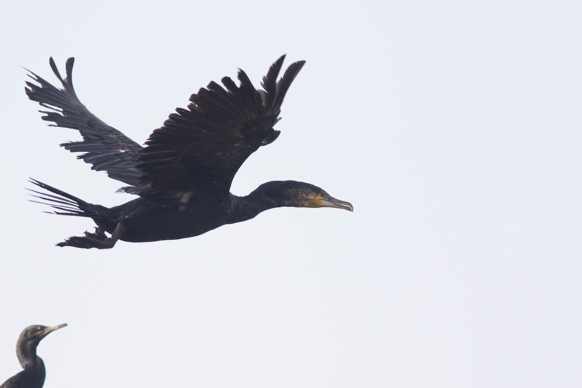 Great Cormorant (Eurasian) - Doug Gochfeld