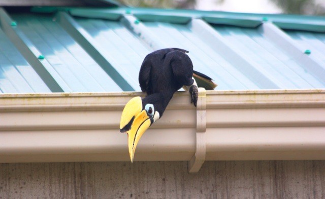 Oriental Pied-Hornbill - Stephen Brenner