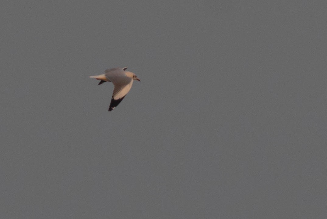 Brown-headed Gull - ML88765241