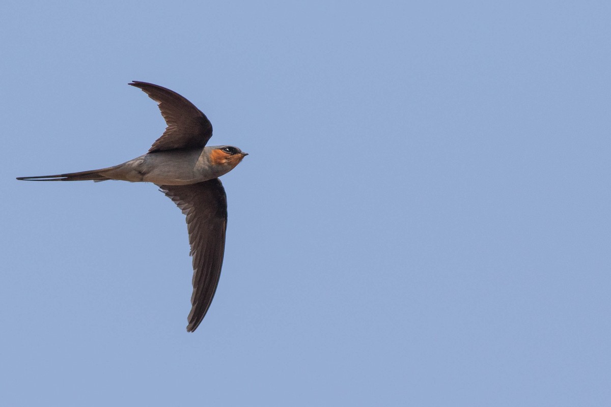 Crested Treeswift - Doug Gochfeld