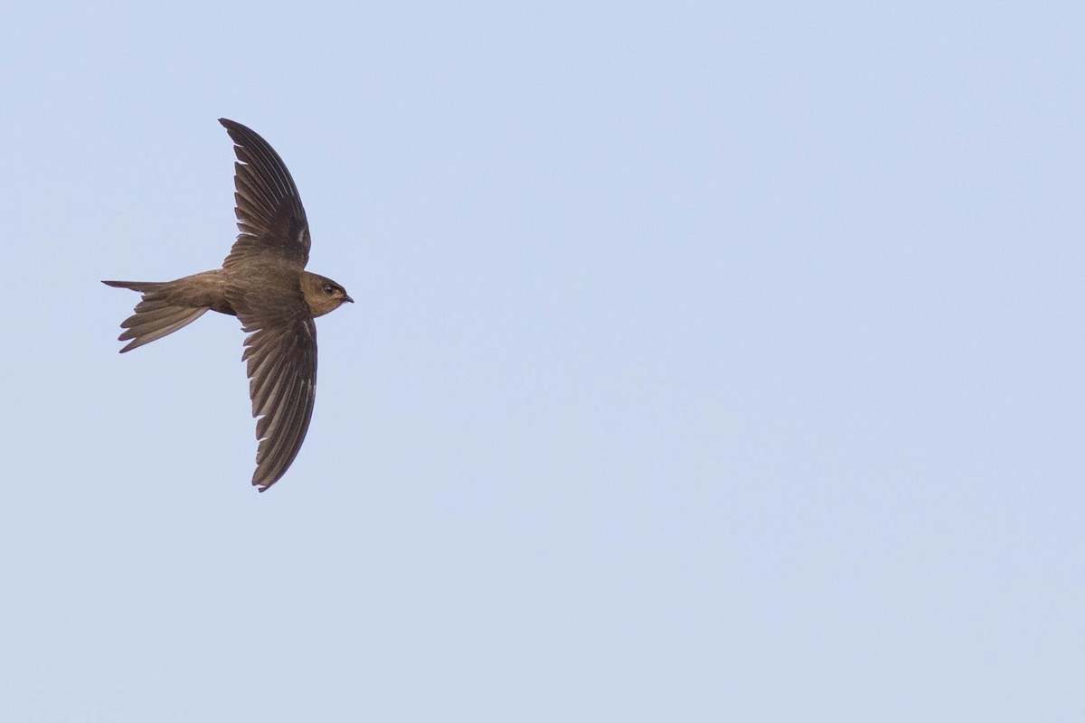 Asian Palm Swift - ML88765831