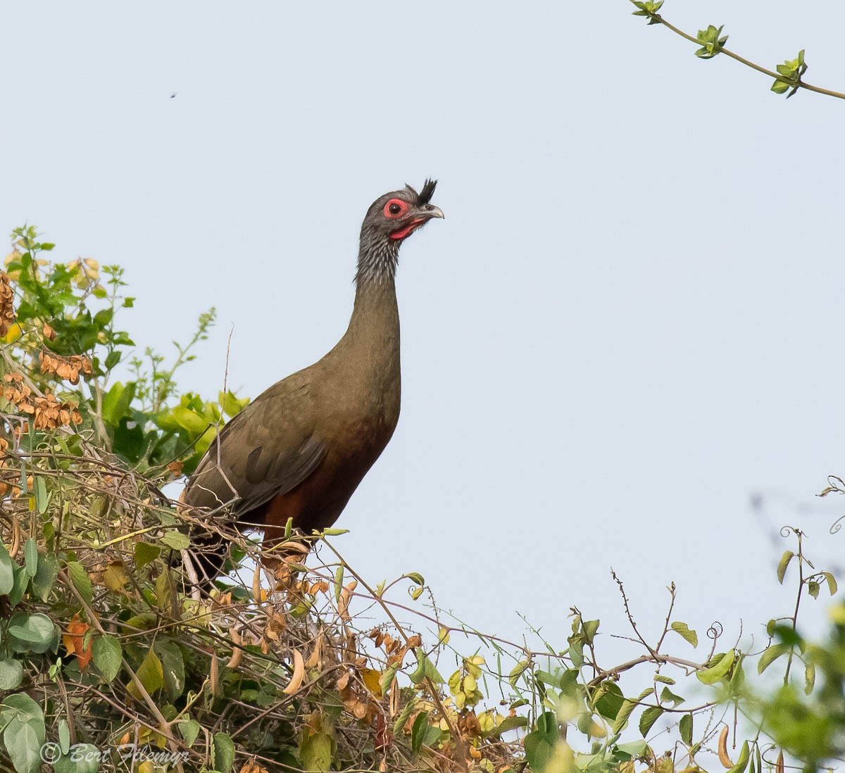 Rufous-bellied Chachalaca - ML88766081