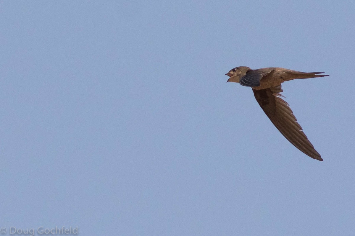 Asian Palm Swift - Doug Gochfeld