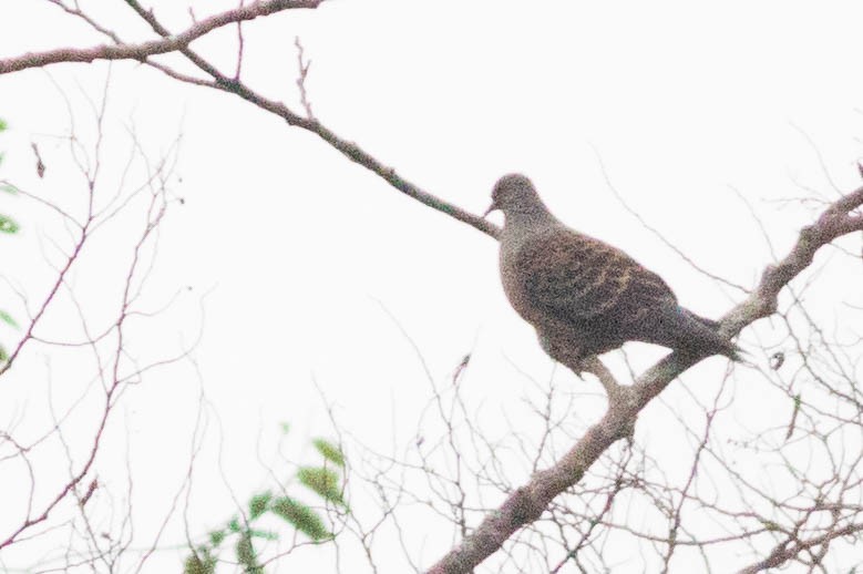 Oriental Turtle-Dove - ML88766451