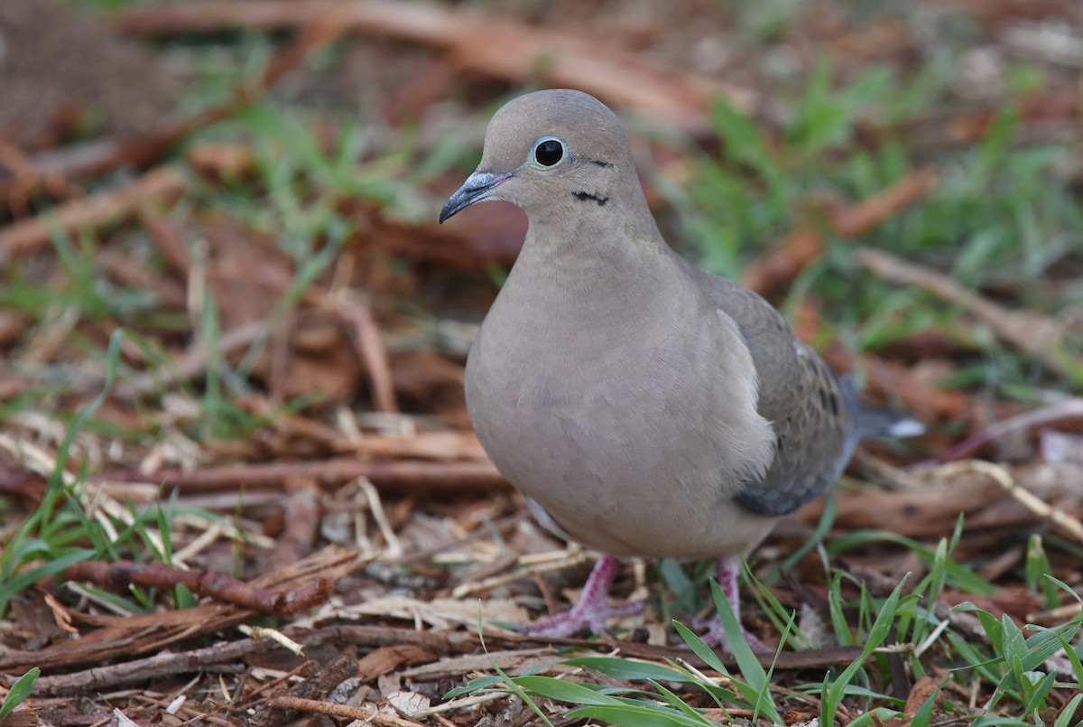 Mourning Dove - Andy Reago &  Chrissy McClarren