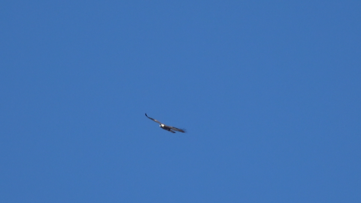 orel skalní - ML88767421