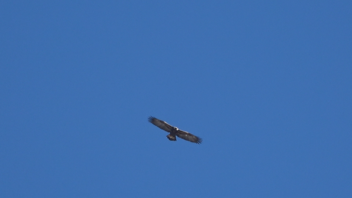 orel skalní - ML88767431