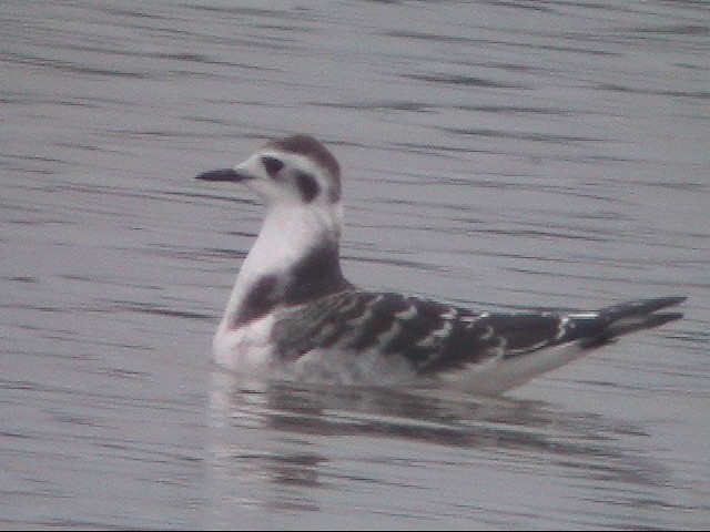 Little Gull - ML88767691