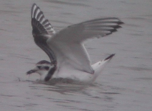 Little Gull - ML88767701