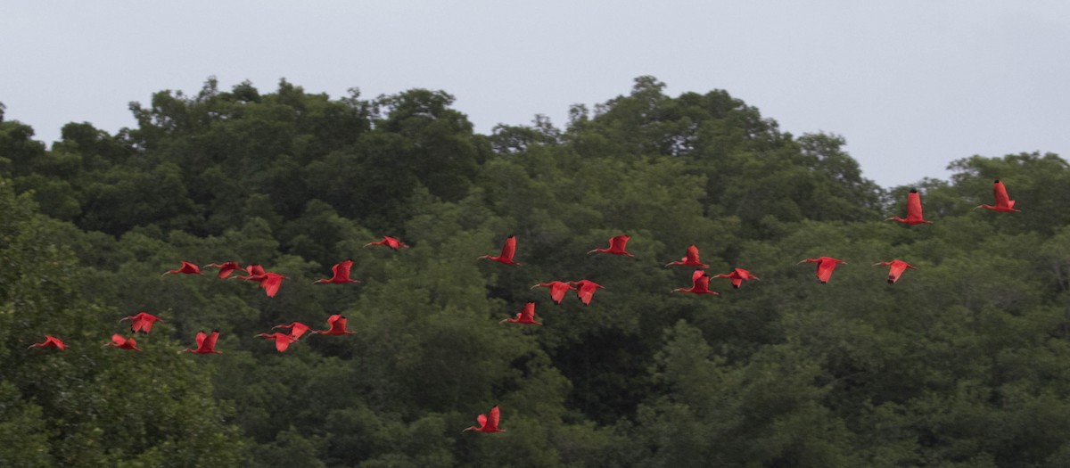 ibis rudý - ML88768881
