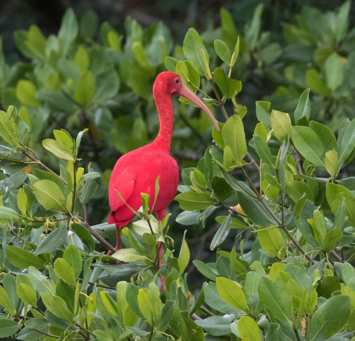 ibis rudý - ML88768891