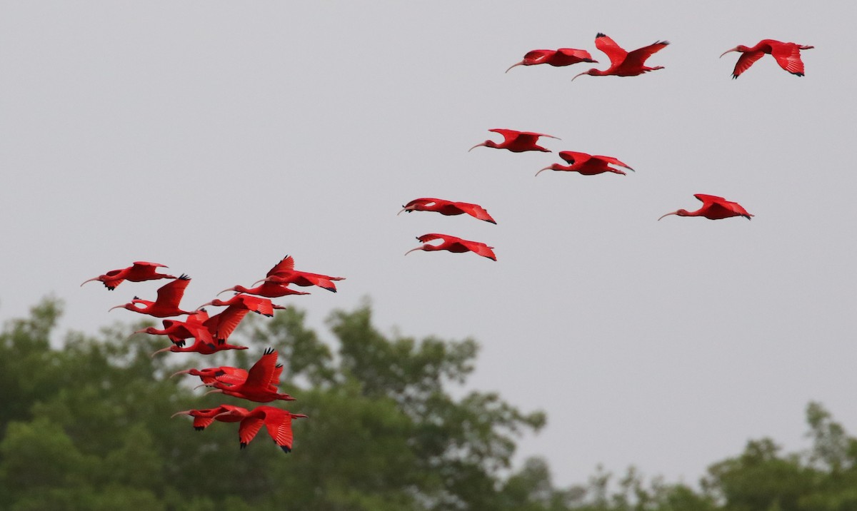 Scarlet Ibis - Robert Bochenek