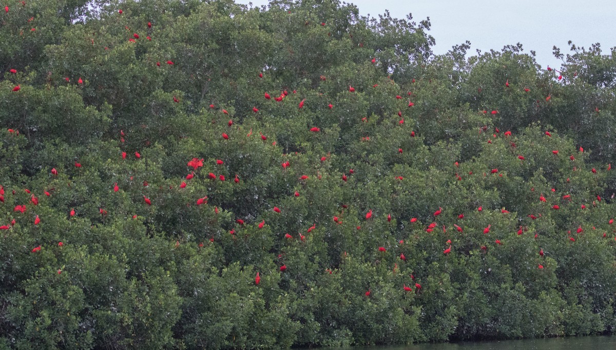 Scarlet Ibis - ML88769071