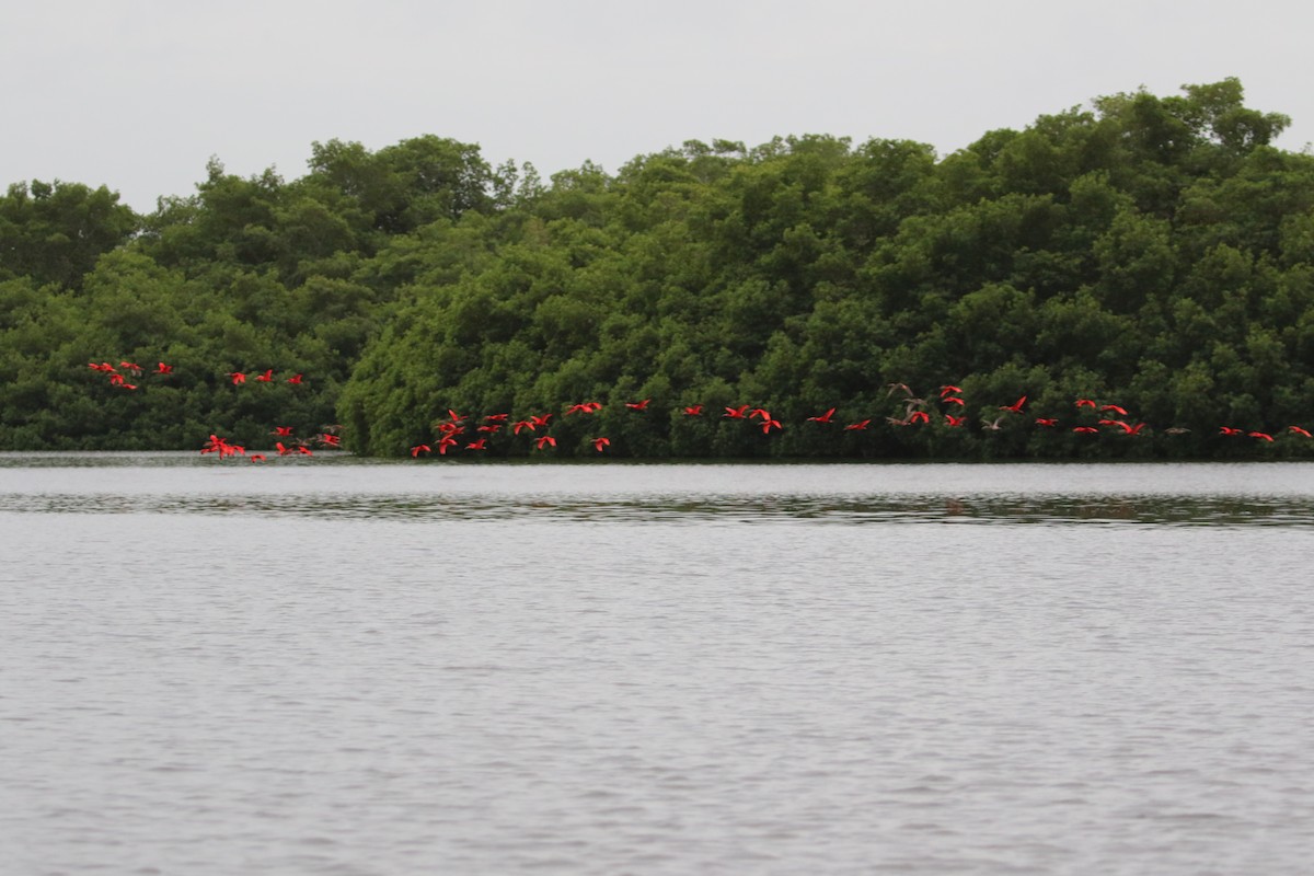 Scarlet Ibis - ML88769161