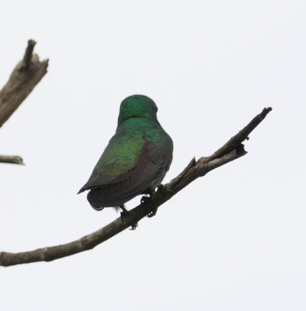 Green-throated Mango - ML88769501