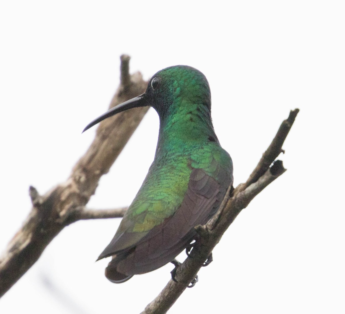 Green-throated Mango - ML88769511