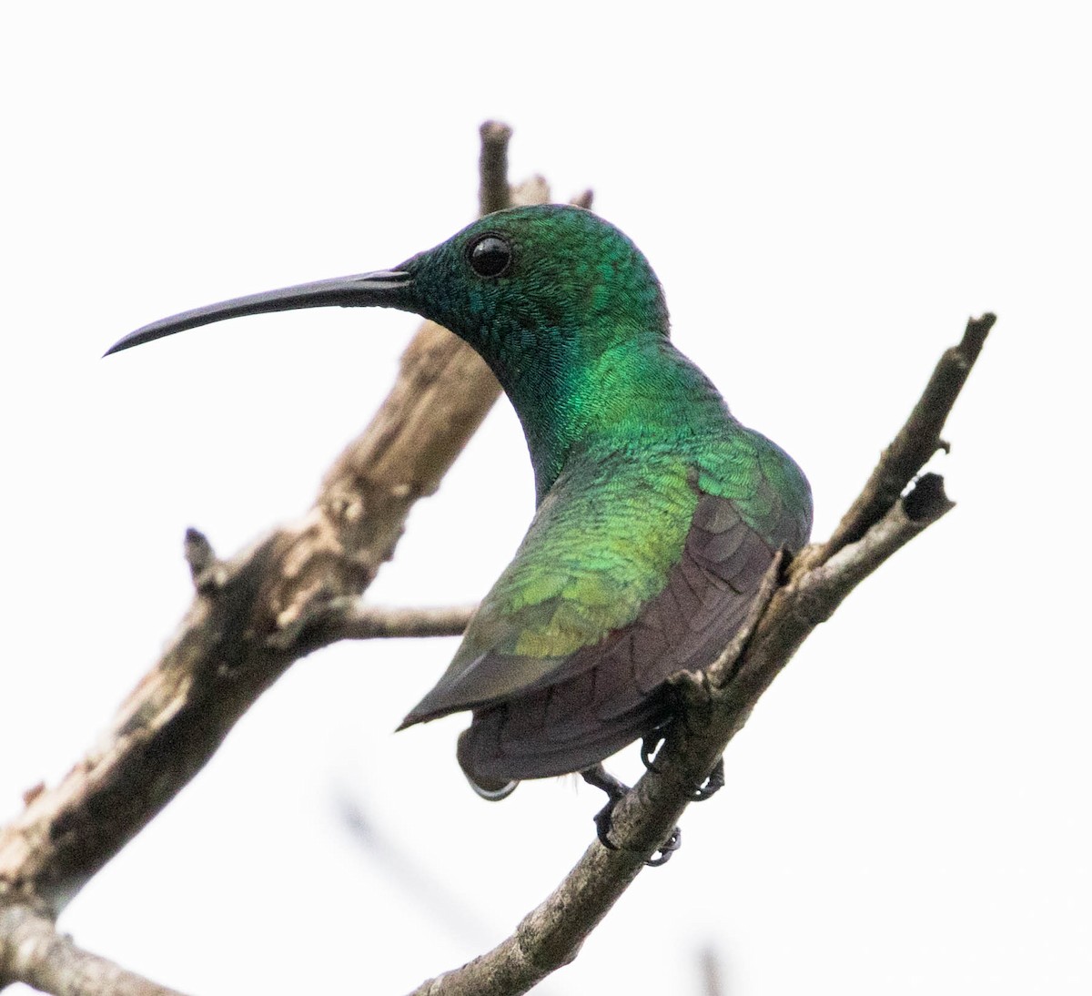 Green-throated Mango - ML88769531