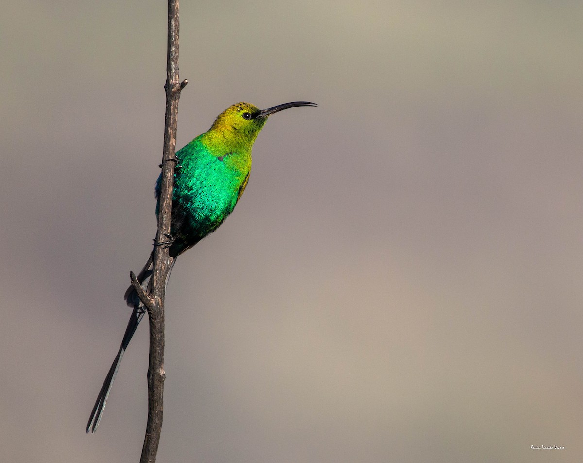 Malachite Sunbird - Kevin Vande Vusse