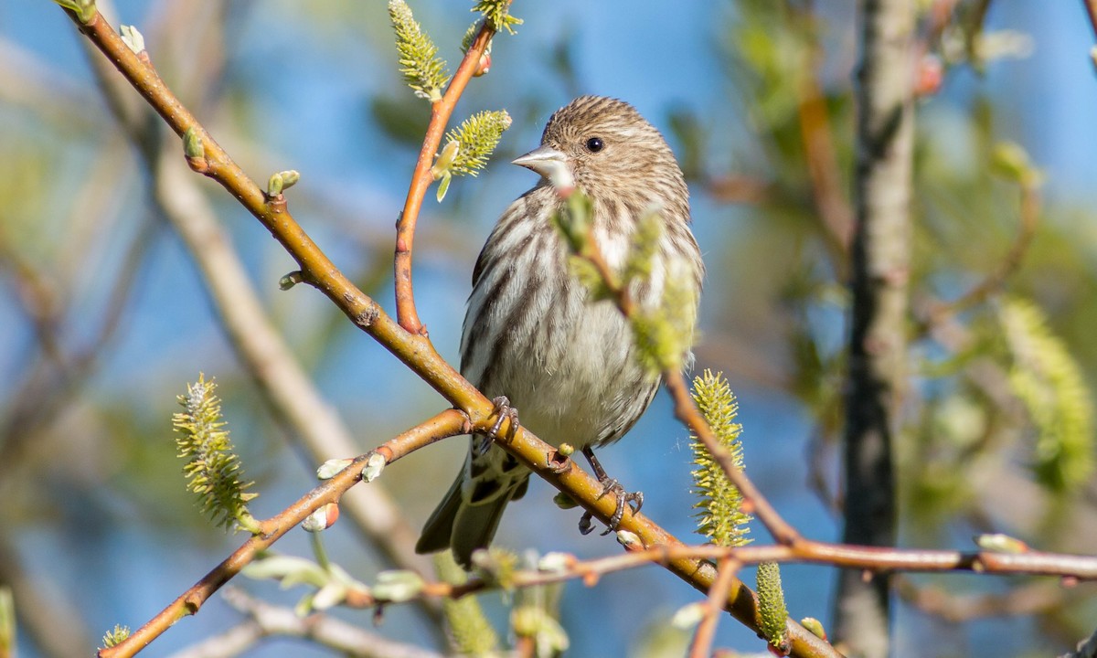 Pine Siskin - ML88770281