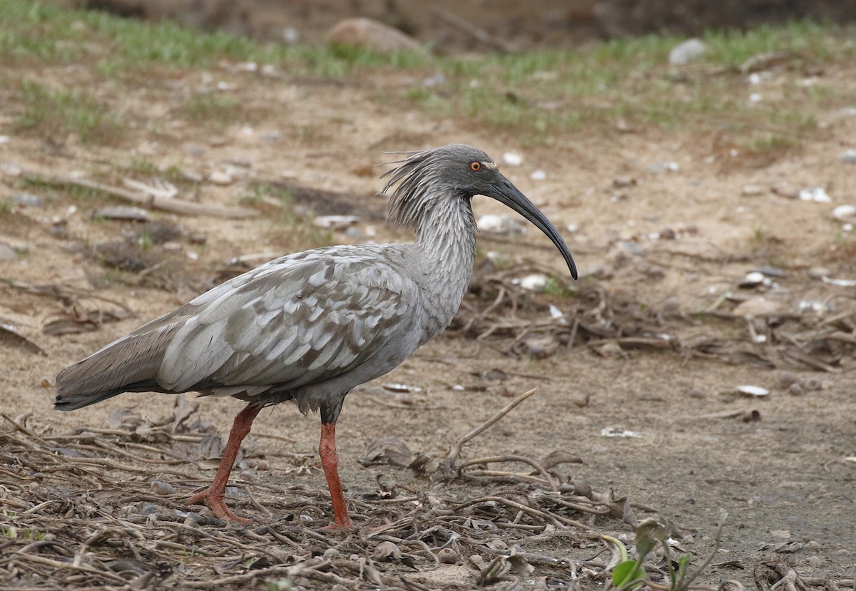 Plumbeous Ibis - Dave Curtis