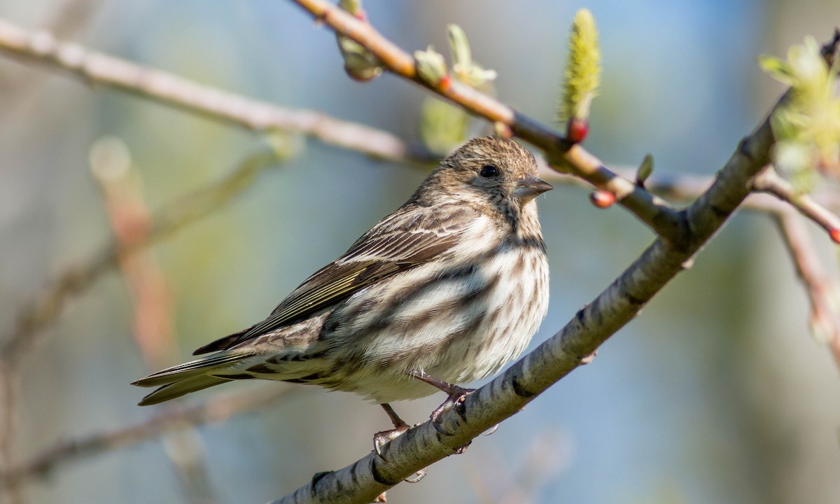 Pine Siskin - ML88770351