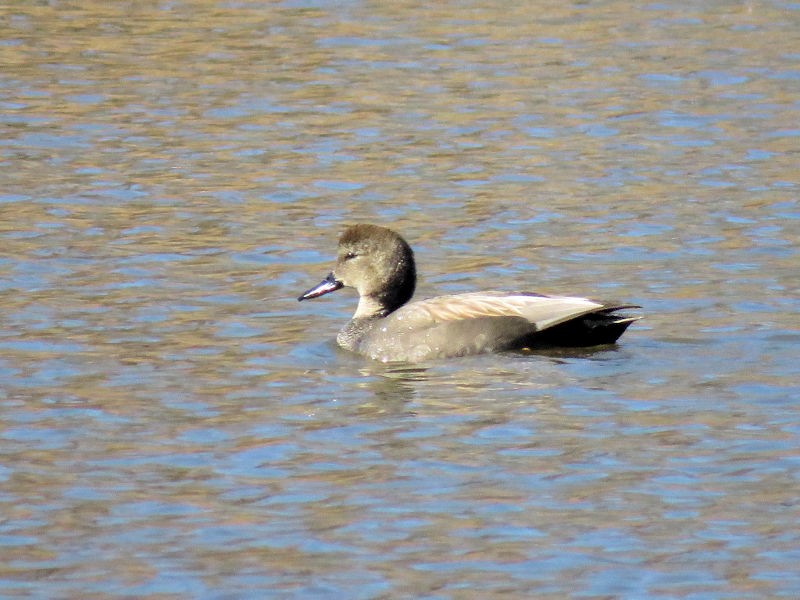 Gadwall - Dean Newhouse