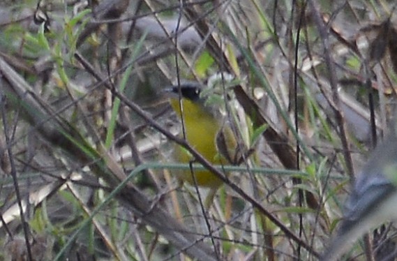 Gray-crowned Yellowthroat - ML88772921